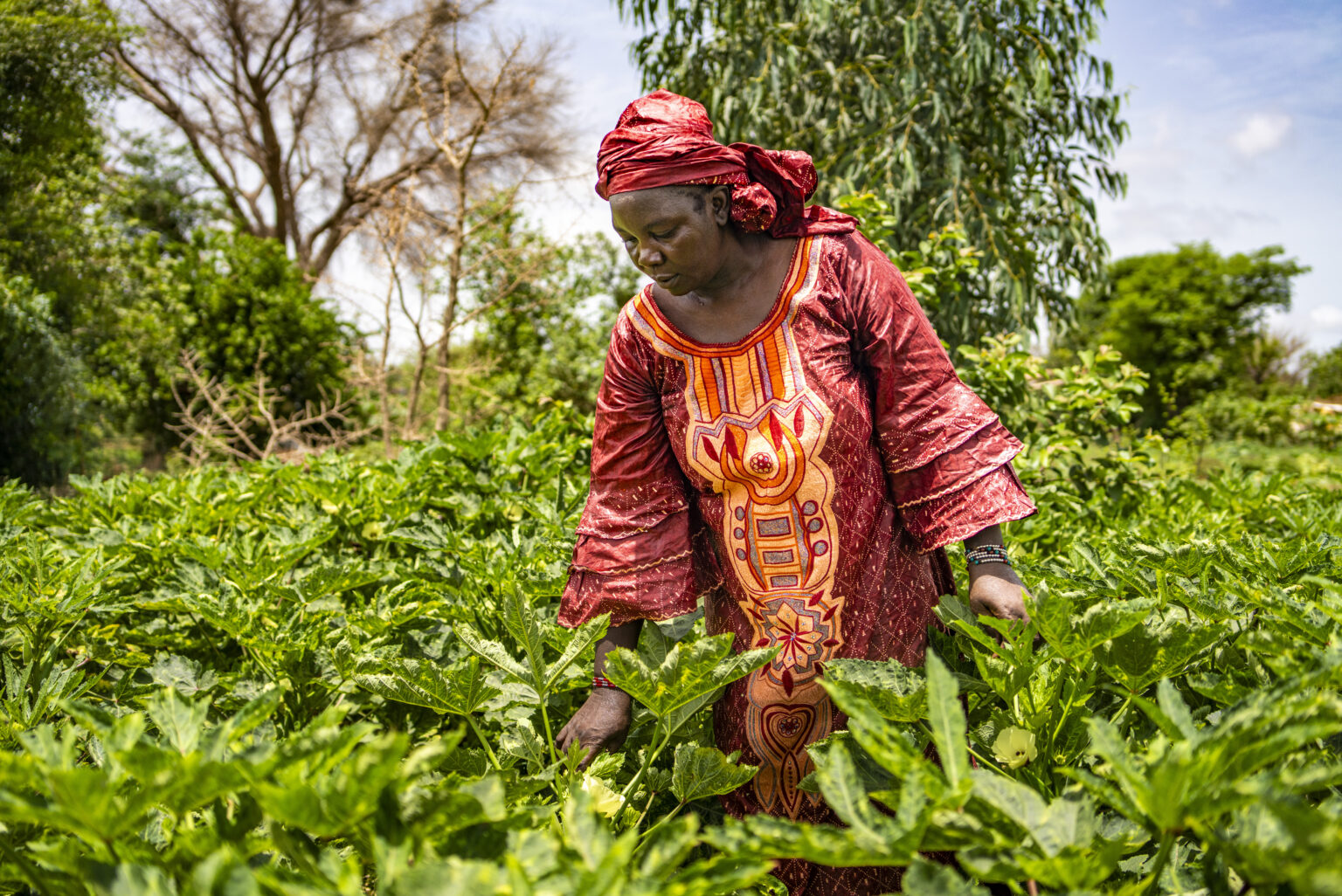 Afdi-Le projet Jardim, jeunes agriculteurs et ruraux pour le développement des innovations en maraîchage